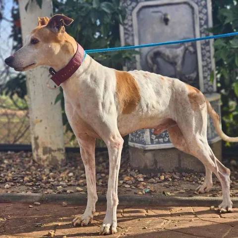 Akila, podenco andaluso, foto 2