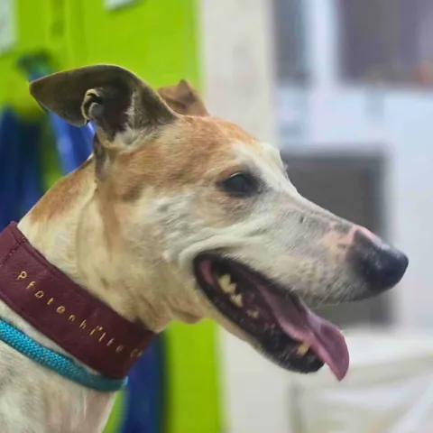 Akila, podenco andaluso, foto 5