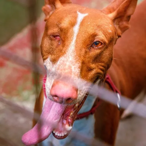 Argun, podenco canario, foto 3