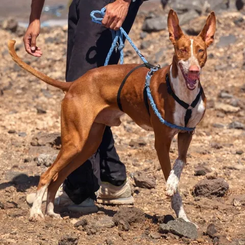 Argun, podenco canario, foto 5