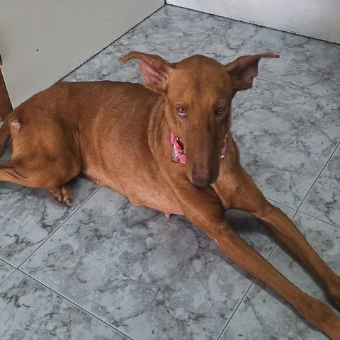 Atenea, podenco canario, foto 3