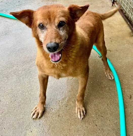 Bolt, podenco portoghese