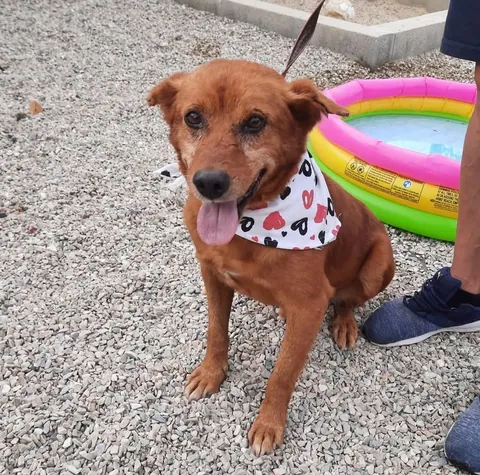 Bolt, podenco portoghese, foto 2