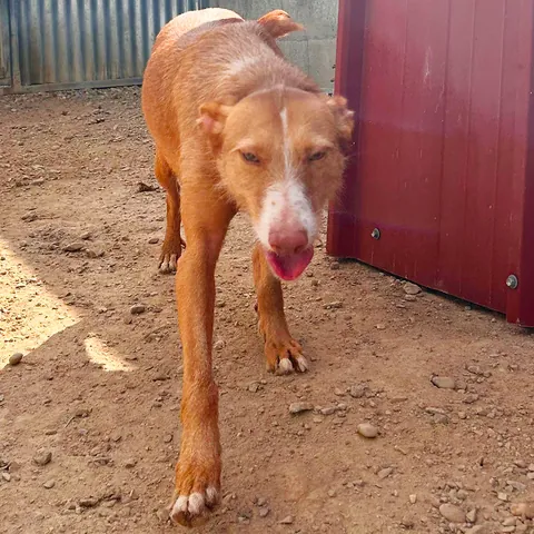 Briana, podenco portoghese, foto 2