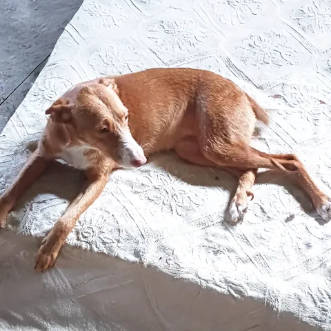 Briana, podenco portoghese, foto 3