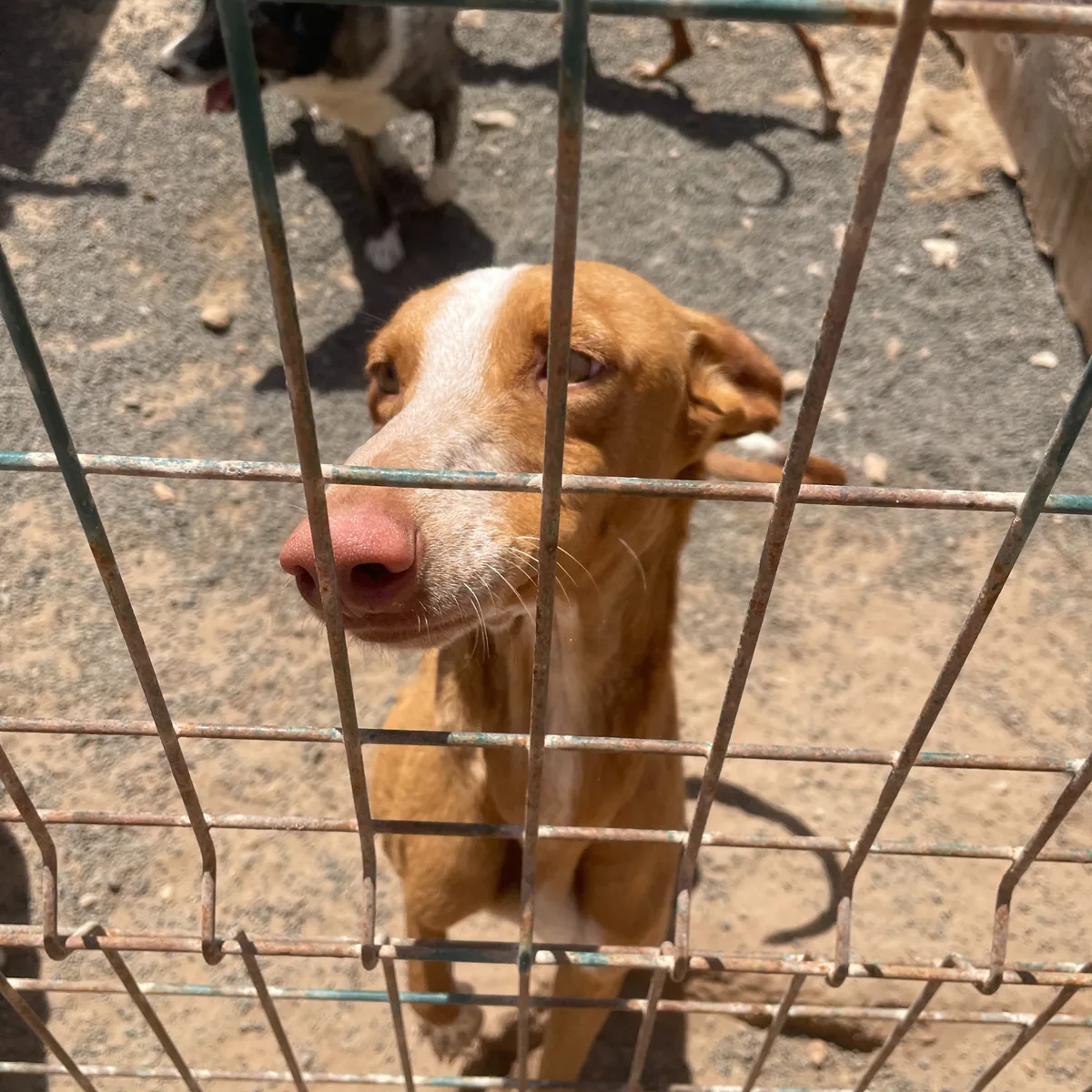 Camelia, podenco canario
