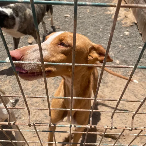 Camelia, podenco canario, foto 2