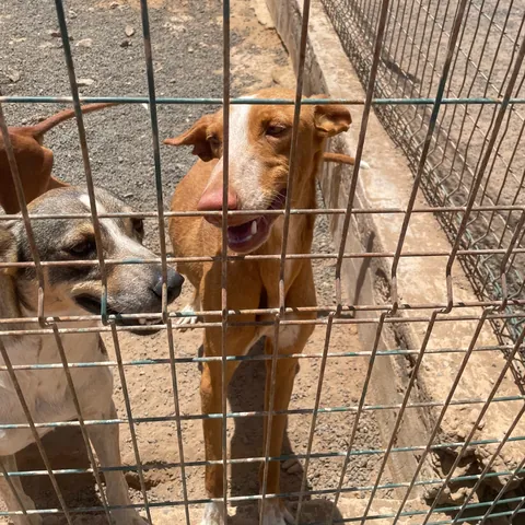 Camelia, podenco canario, foto 4