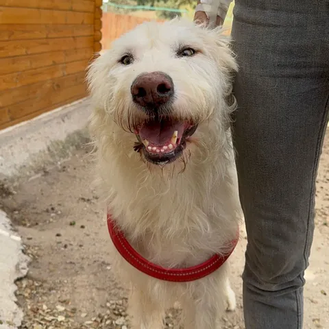 Carpanta, podenco andaluso, foto 2