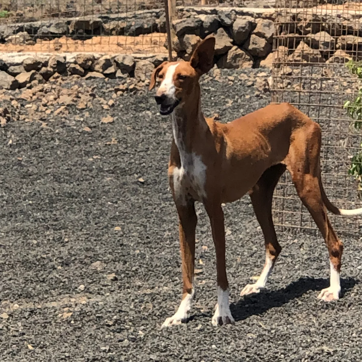 Celadon, podenco canario