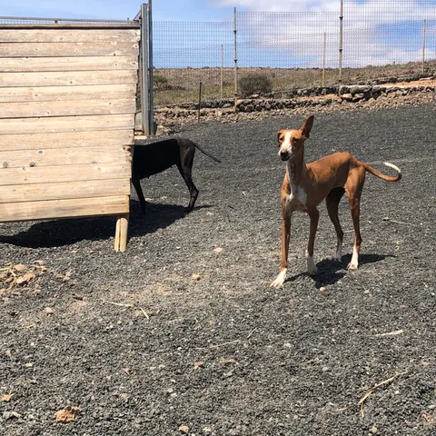 Celadon, podenco canario, foto 2