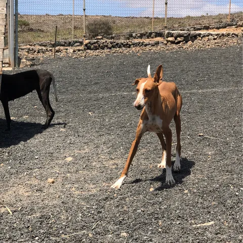 Celadon, podenco canario, foto 3
