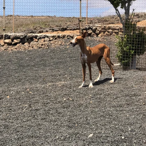 Celadon, podenco canario, foto 4
