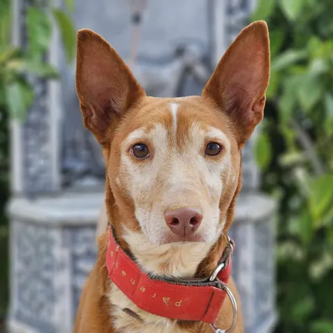 Christian, podenco andaluso, foto 2