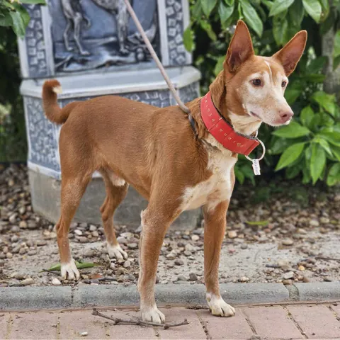 Christian, podenco andaluso, foto 4