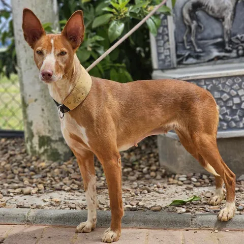 Crystal, podenco andaluso, foto 4