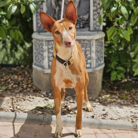 Crystal, podenco andaluso, foto 5