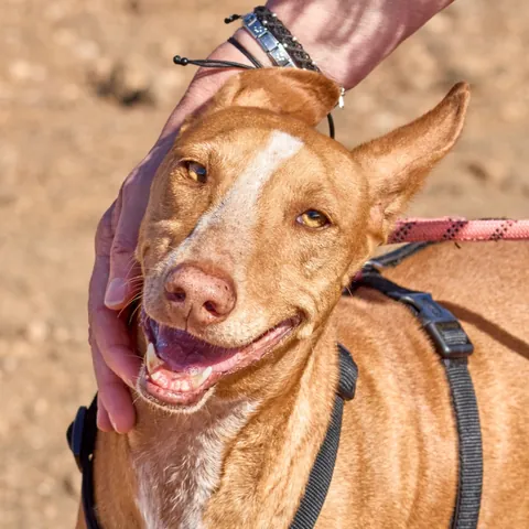 Dori, podenco canario, foto 2