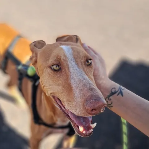 Dori, podenco canario, foto 4