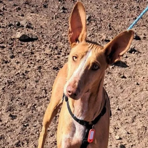 Dori, podenco canario, foto 5