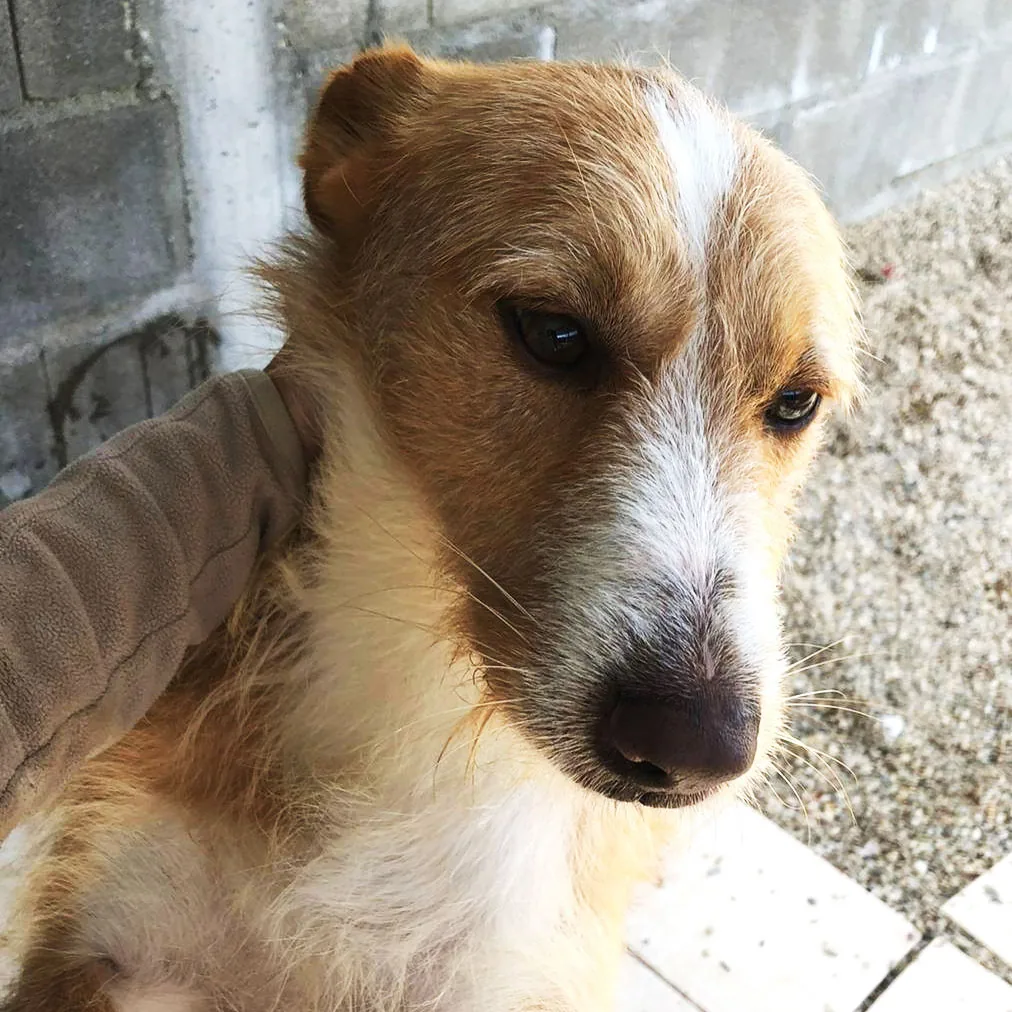Duda, podenco portoghese