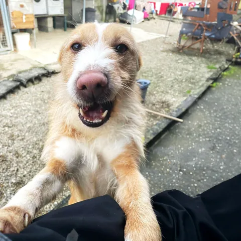 Duda, podenco portoghese, foto 3