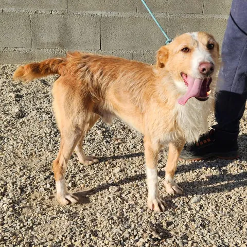 Duda, podenco portoghese, foto 5