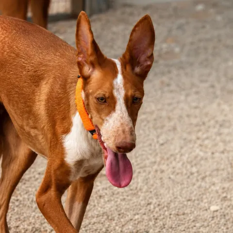 Elara, podenco andaluso, foto 3