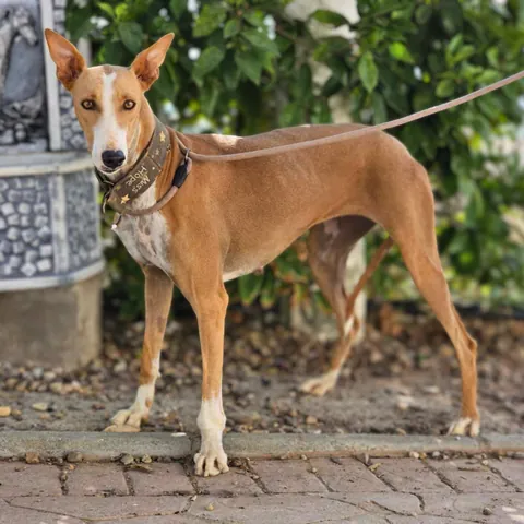 Elu, podenco andaluso, foto 3