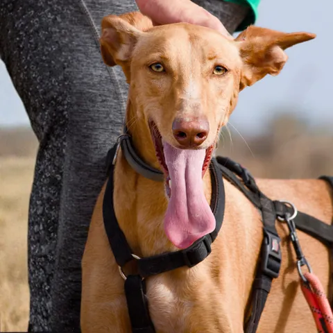 Faneke, podenco canario, foto 3