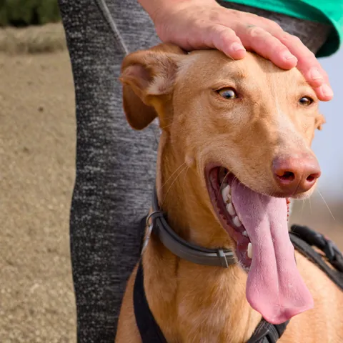 Faneke, podenco canario, foto 4