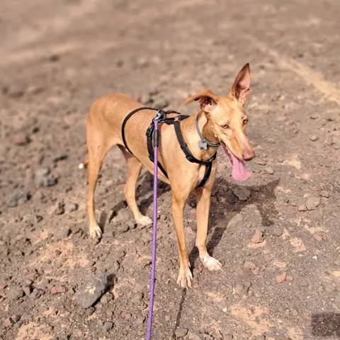 Faneke, podenco canario, foto 7