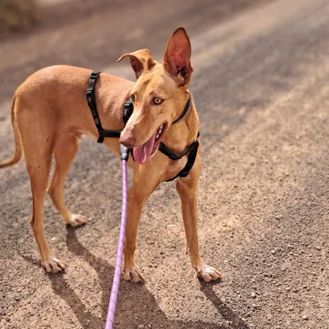 Faneke, podenco canario, foto 8