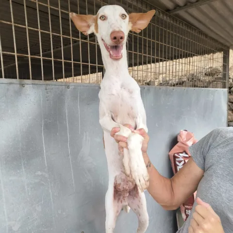 FLAN, podenco canario, foto 2