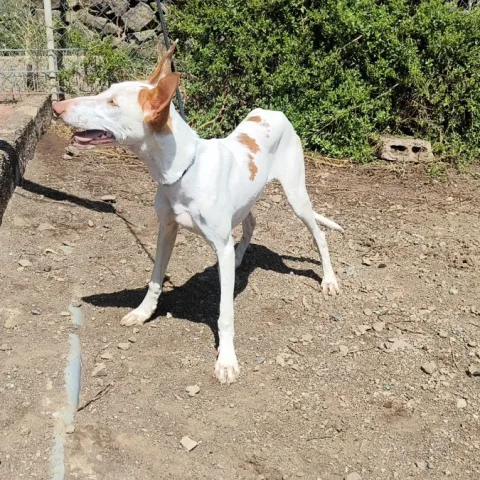 FLAN, podenco canario, foto 4