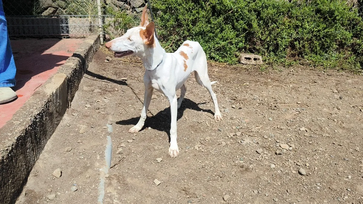 FLAN, podenco canario