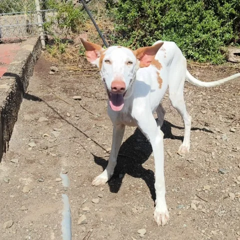 FLAN, podenco canario, foto 3