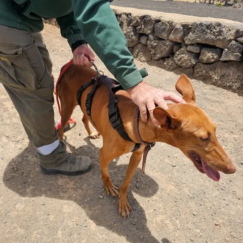 Flecha, podenco canario, foto 2