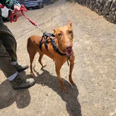 Flecha, podenco canario, foto 3