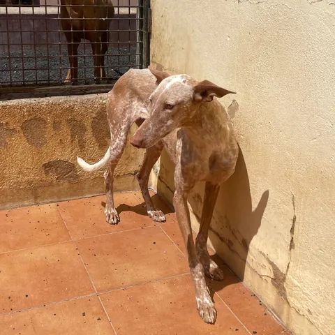 Iris, podenco canario, foto 2