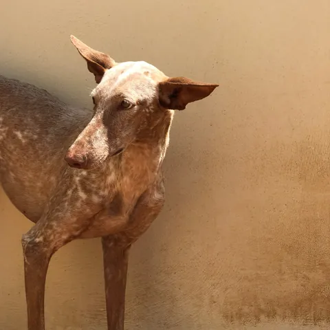Iris, podenco canario, foto 3