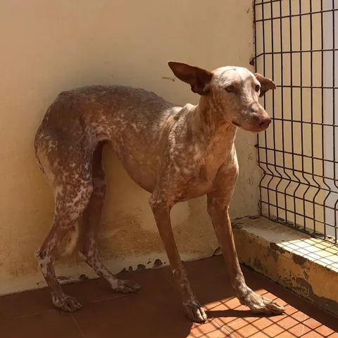 Iris, podenco canario, foto 4