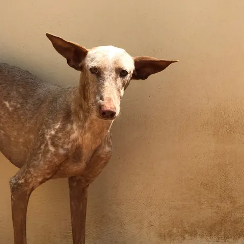 Iris, podenco canario, foto 5
