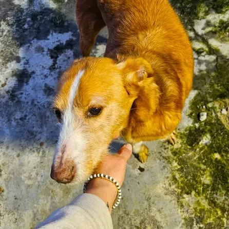 Joao, podenco portoghese, foto 2
