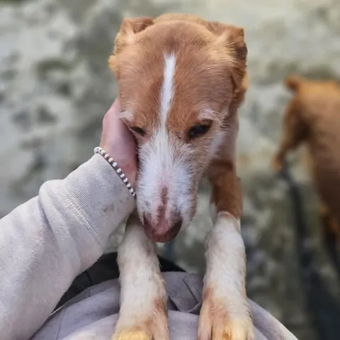 Joao, podenco portoghese, foto 3