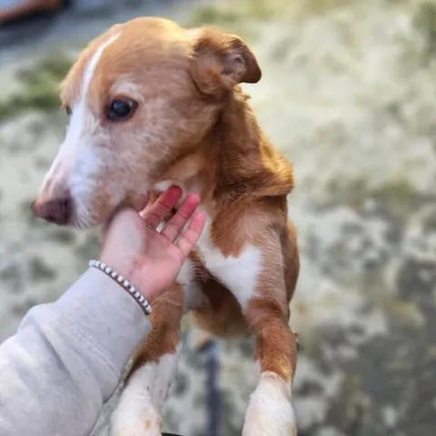Joao, podenco portoghese, foto 5