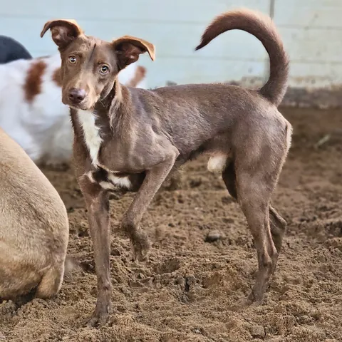 Kael, podenco andaluso, foto 10