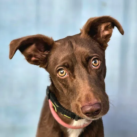 Kael, podenco andaluso, foto 2