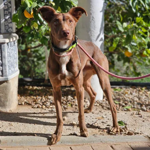 Kael, podenco andaluso, foto 4