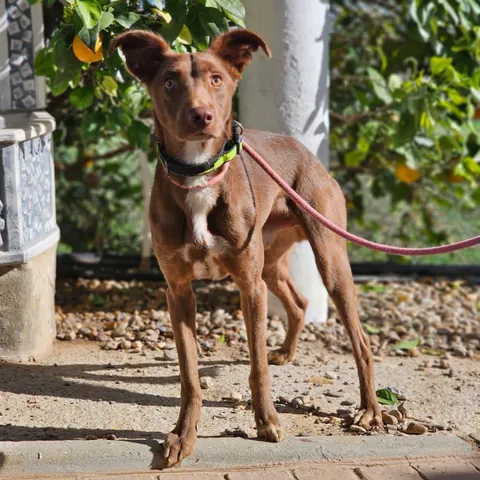Kael, podenco andaluso, foto 6